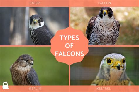 Falcon prefix