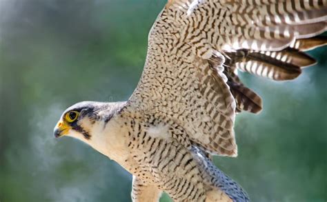 Falcon Wings