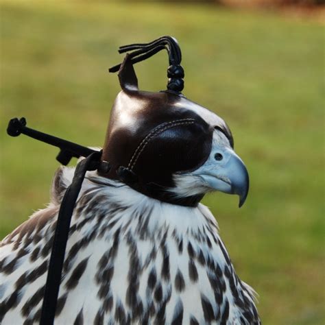 Falconry hood