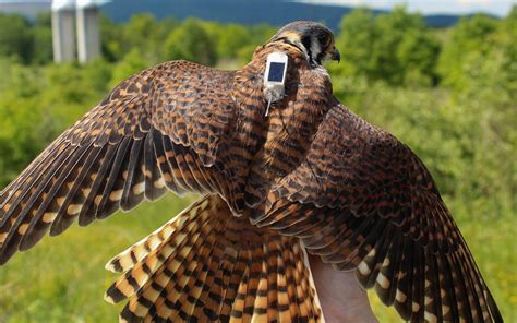 Falconry telemetry system