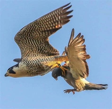 A falcon preying on a fox