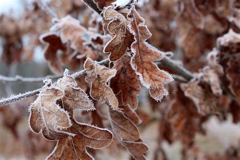 February Frost Color Palette