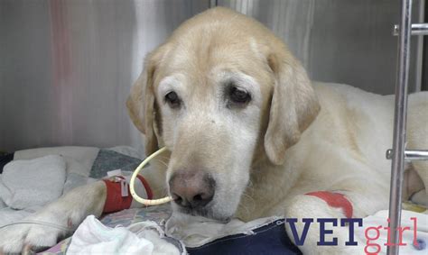 Using a feeding tube to feed a dog