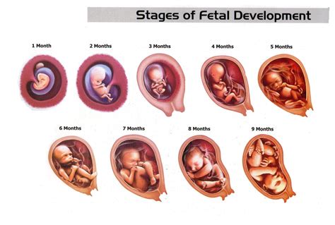 Fetal Development