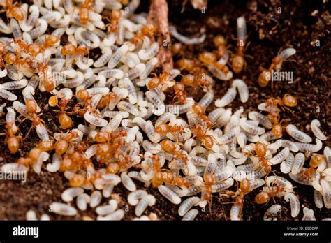 Fire ant colony