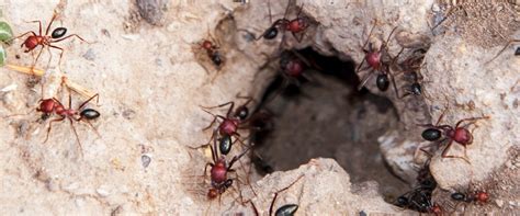 Fire ant colony destruction