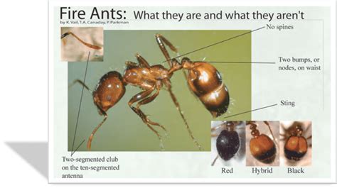 Fire ant identification