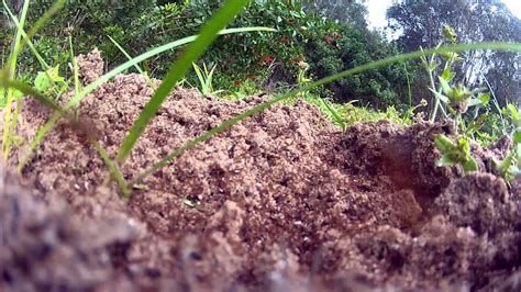 Fire ant nest destruction