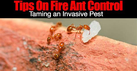 Fire ant prevention tips