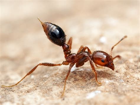 Fire ant sting