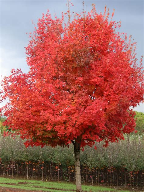 Flash Fire Maple Tree Fall Colors Image 2