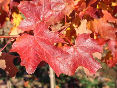 Flash Fire Maple Tree Leaves Image 5