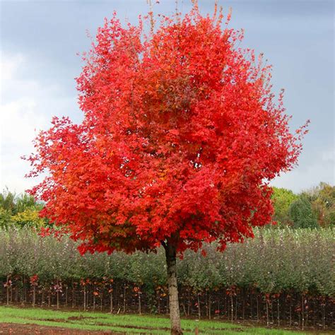 Choosing the Right Location for Flash Fire Maple Tree