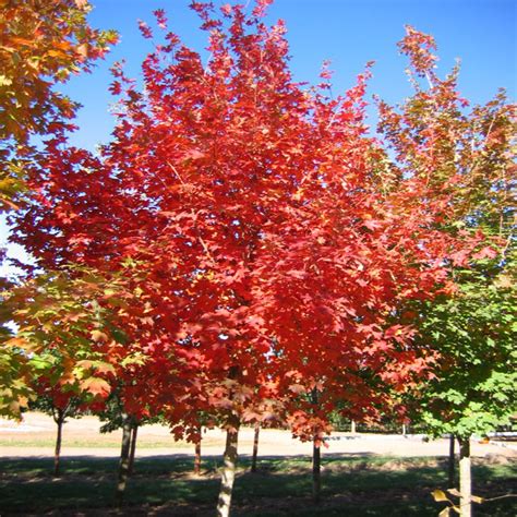 Flash Fire Maple Tree Size Image 7