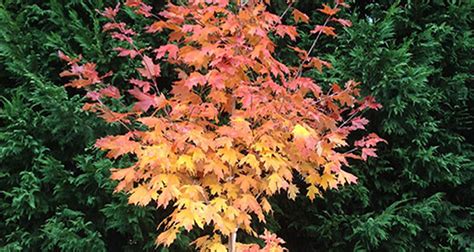 Flash Fire Maple Tree Watering Image 9