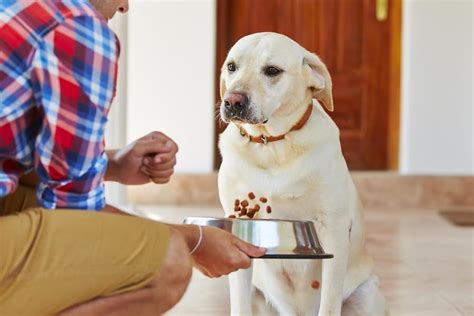 A dog showing signs of stress during force feeding