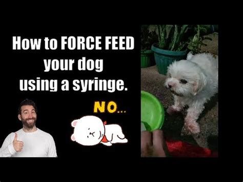 A veterinarian demonstrating force feeding techniques