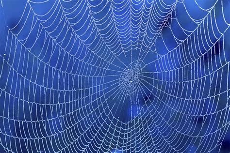 Forces of spider silk