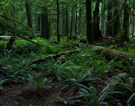 Forest Floor color palette featuring shades of green and pink