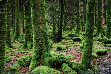 Forest Floor