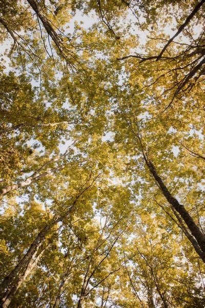 Forest Leaves