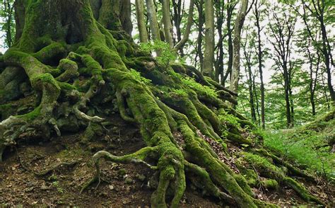 A serene forest with sprawling roots