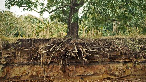 A forest that has been restored through reforestation efforts