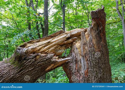 A dead tree stands alone in a forest