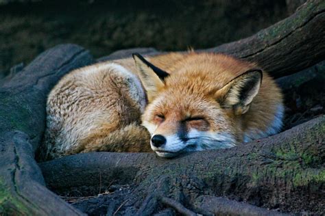 A fox adapting to environmental changes