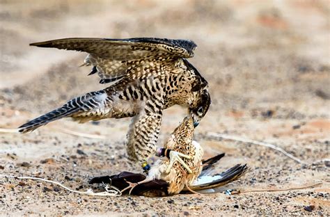 A red fox and a peregrine falcon in their natural habitats