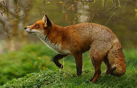 Foxes and falcons in urban environments