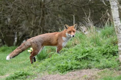 A fox and a falcon coexisting in the same habitat