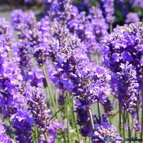 French Lavender Fragrance