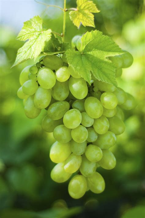 A basket of fresh Air Chief Grapes