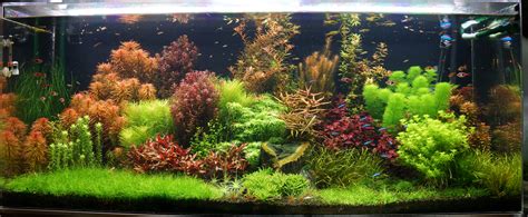 Freshwater aquarium tanks