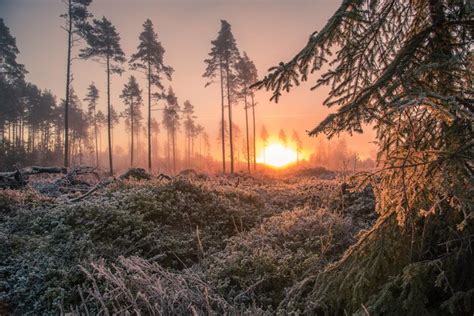 Frosty Forest Color Palette