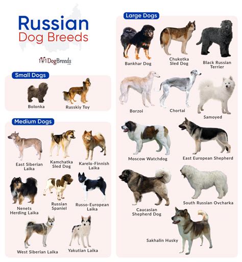 Fun Facts About Russian Dogs