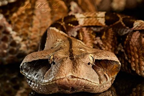 Gaboon viper in a dense forest