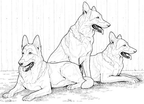 German Shepherd coloring sheet