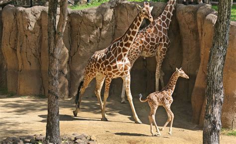 Giraffe in zoo