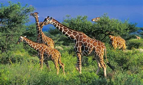 Giraffes eating leaves from trees