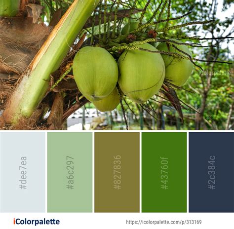 Going Coconuts Color Palette