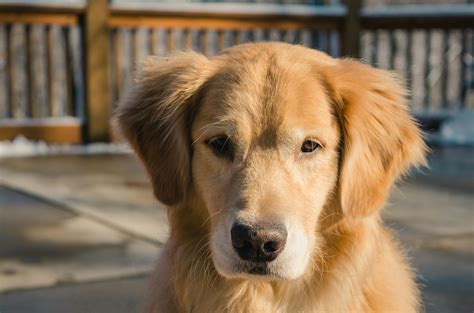 Golden Retriever Adults