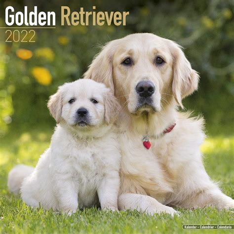 Golden Retriever Calendar Designs