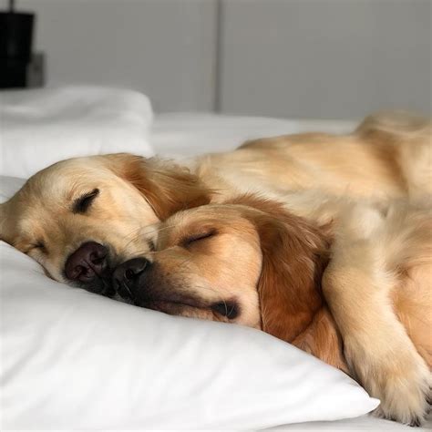 Golden Retriever Cuddling