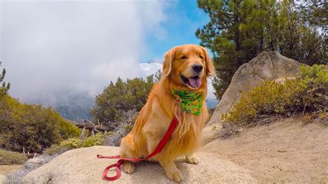 Golden Retriever Hiking