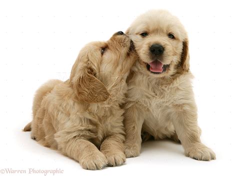 Golden Retriever Kissing