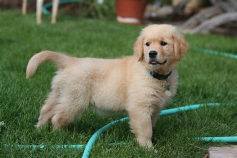 Golden Retriever Puppies