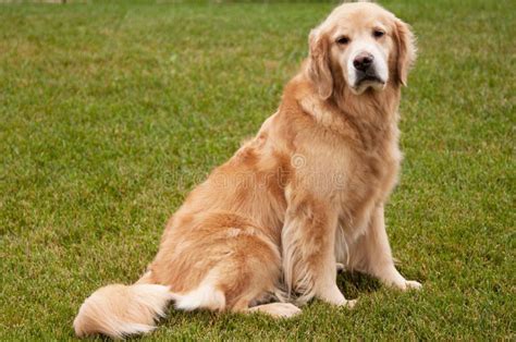 Golden Retriever Seniors