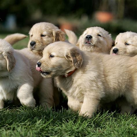 Golden Retriever Snuggling